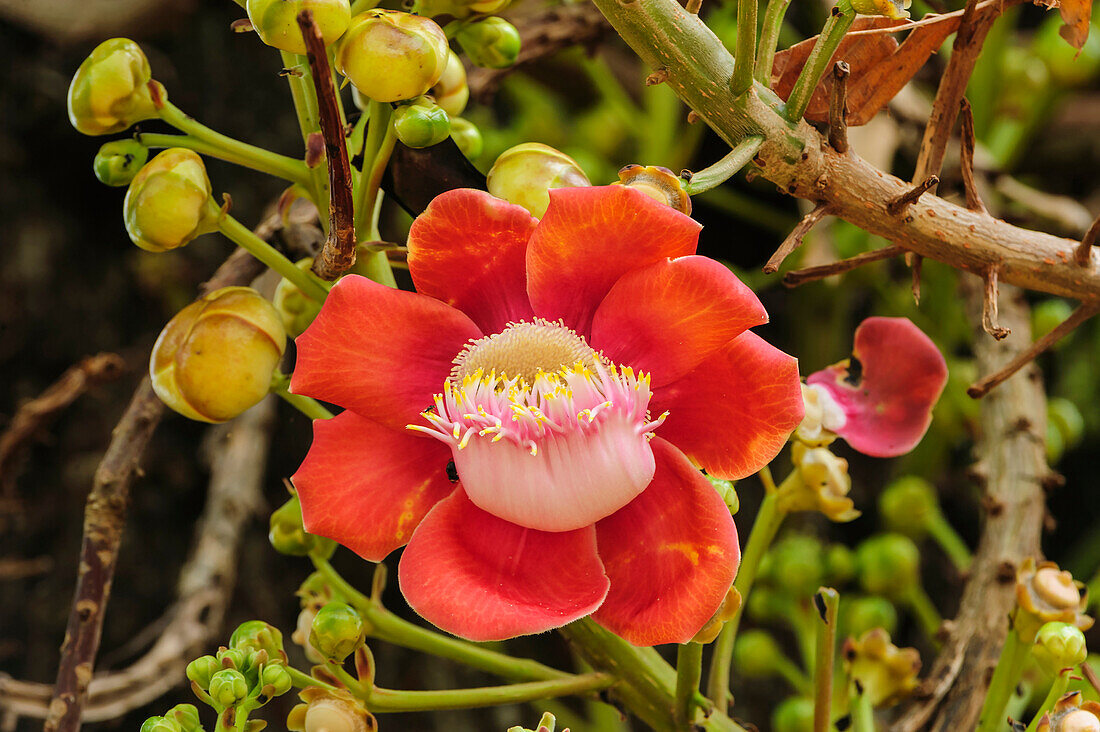 Cannonball Tree (Couroupita guianensis) flower, Pantanal, Mato Grosso, Brazil