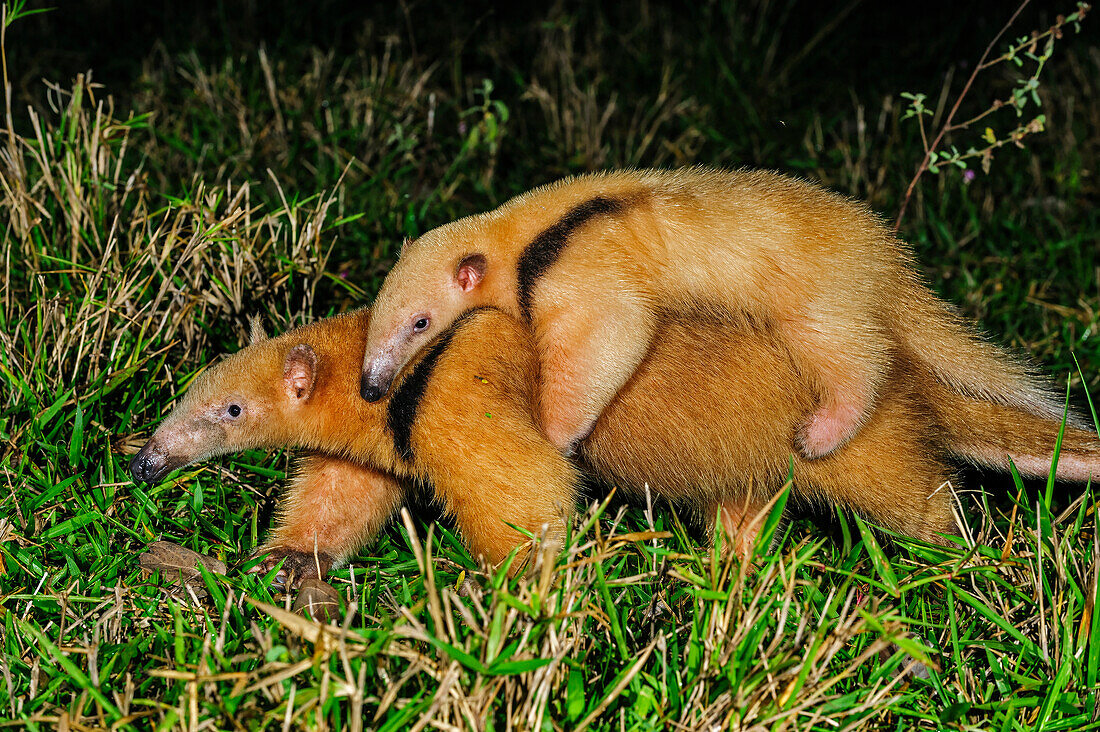 Southern Anteater (Tamandua tetradactyla) mother carrying young, Pantanal, Mato Grosso, Brazil