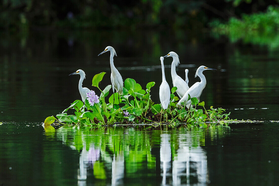 Snowy Egret (Egretta thula) group on floating island, Mamiraua Reserve, Amazon, Brazil