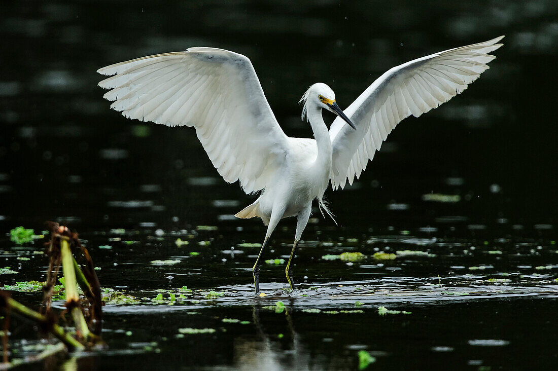 Snowy Egret (Egretta thula) spreading wings, Mamiraua Reserve, Amazon, Brazil