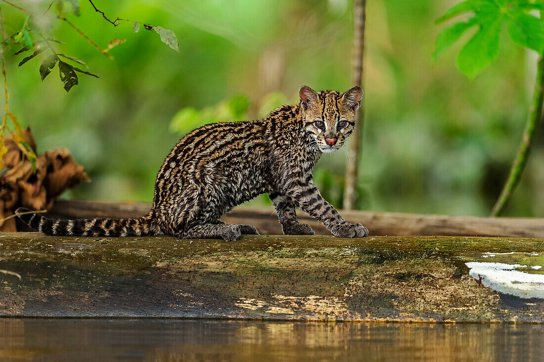 Ocelot (Leopardus pardalis) kitten, Mamiraua Reserve, Amazon, Brazil