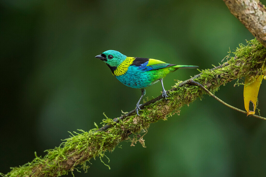 Green-headed Tanager (Tangara seledon), Sao Paulo, Atlantic Forest, Brazil