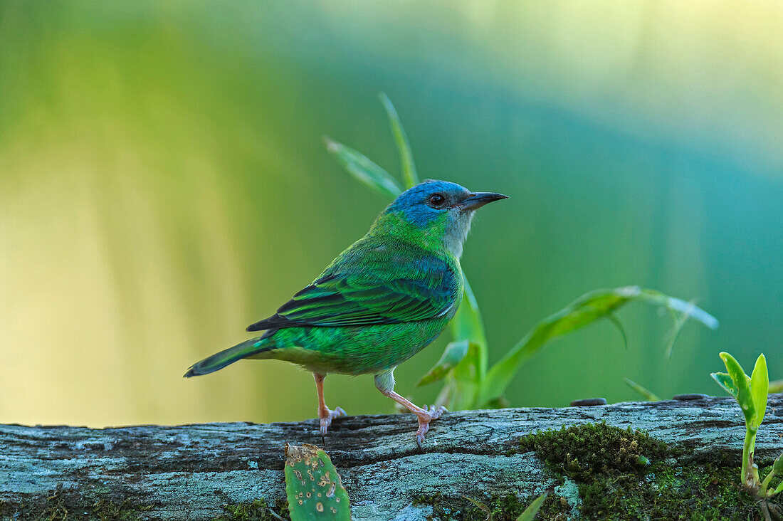 Blue Dacnis (Dacnis cayana) female, Sao Paulo, Atlantic Forest, Brazil