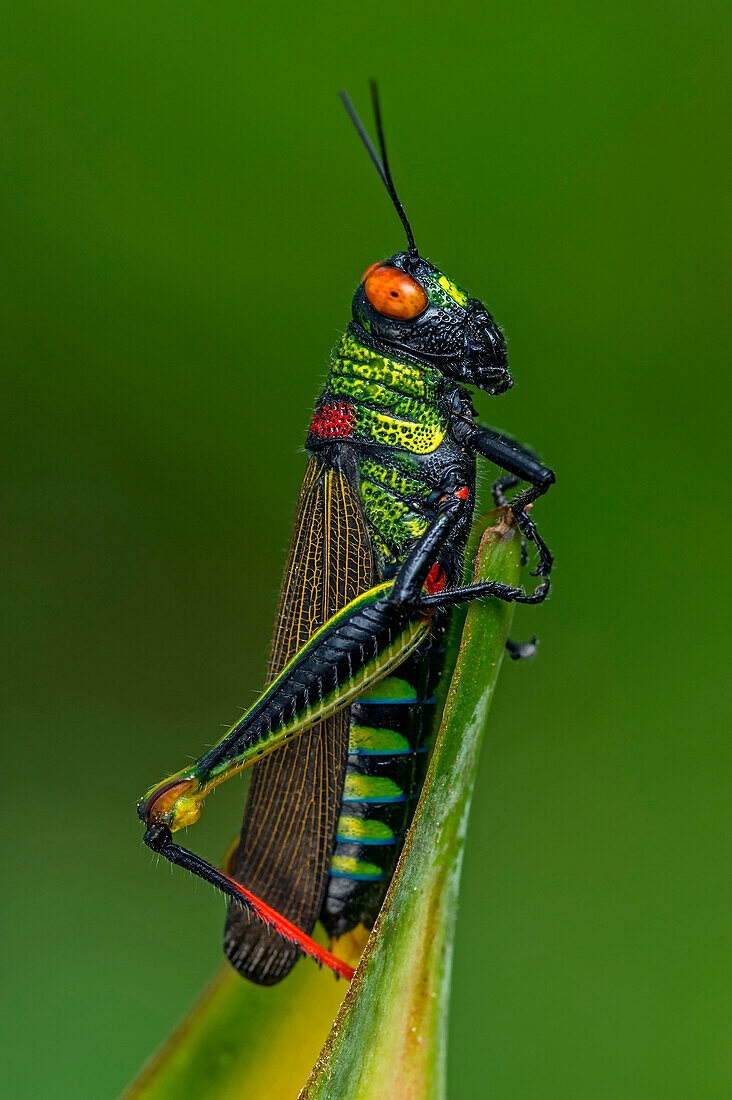 Red-eyed Grasshopper (Coscineuta coxalis) on Heliconia (Heliconia sp), Rio Claro Nature Reserve, Antioquia, Colombia