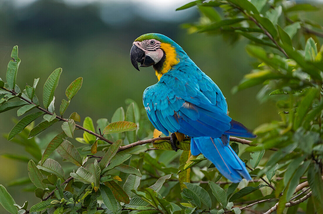 Blue and Yellow Macaw (Ara ararauna), Rio Claro Nature Reserve, Antioquia, Colombia