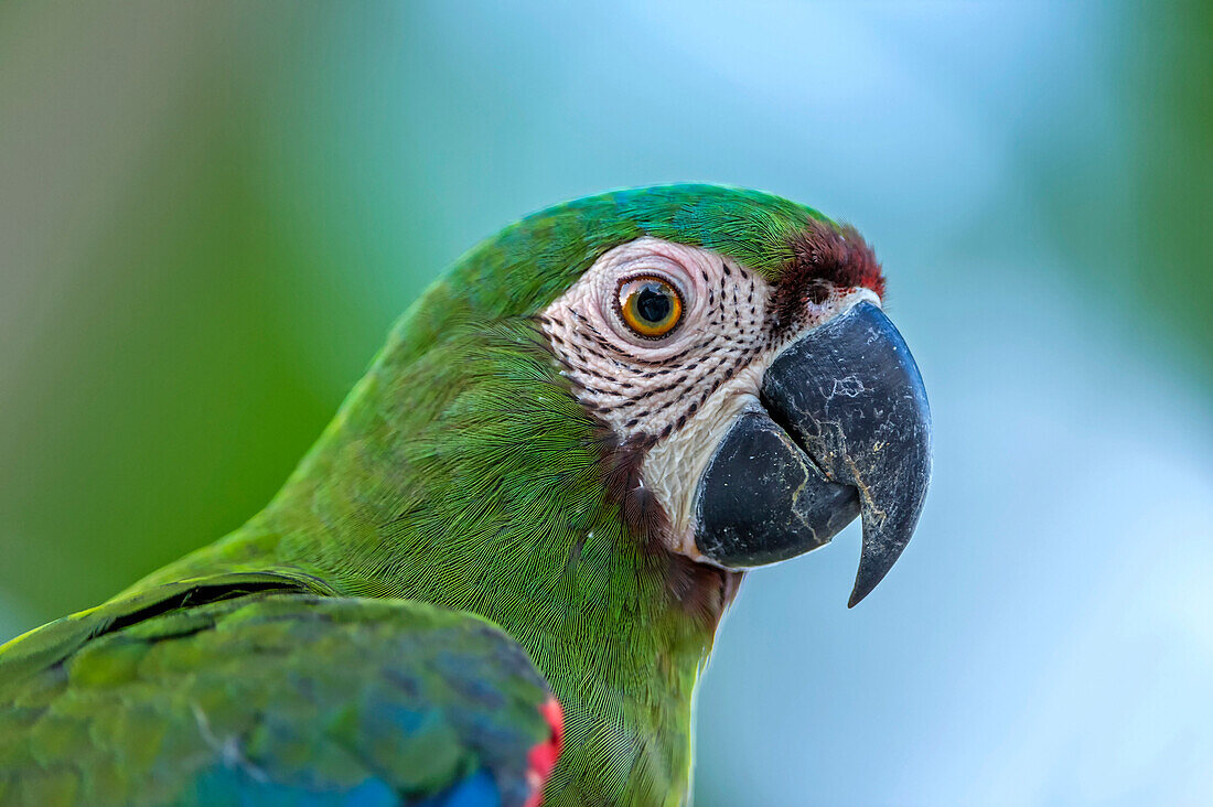 Chestnut-fronted Macaw (Ara severa), Rio Claro Nature Reserve, Antioquia, Colombia