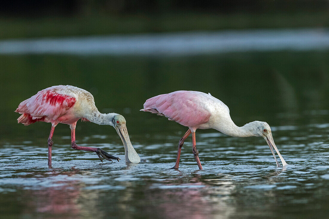 Roseate Spoonbill (Platalea ajaja) pair foraging, Los Llanos, Colombia