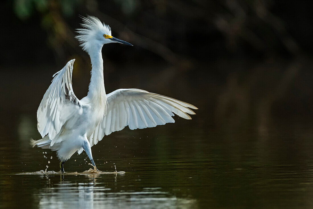 Snowy Egret (Egretta thula) in aggressive display, Los Llanos, Colombia