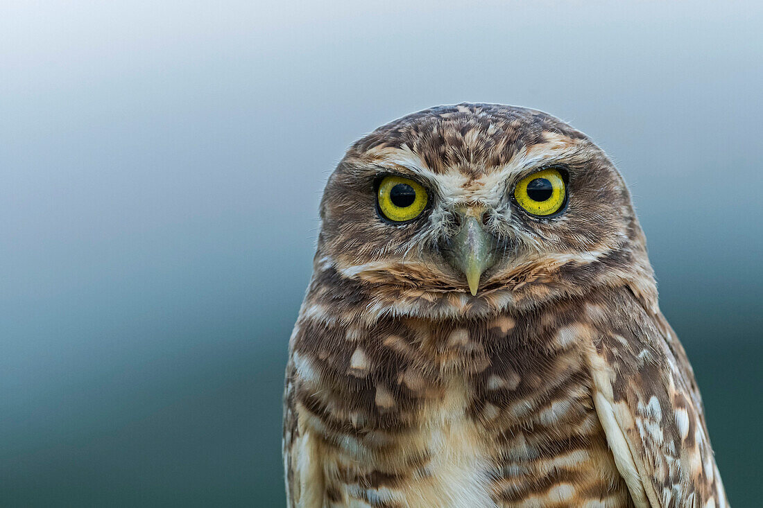 Burrowing Owl (Athene cunicularia), Los Llanos, Colombia