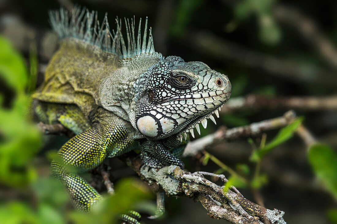 Green Iguana (Iguana iguana), Los Llanos, Colombia