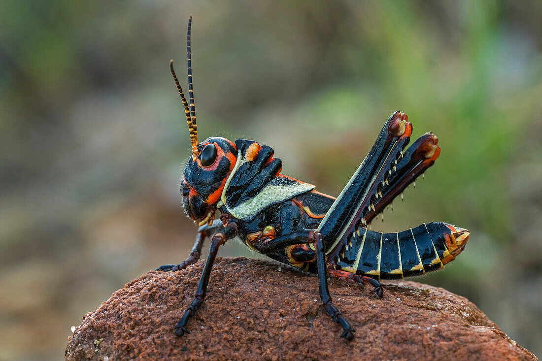 Grasshopper (Tropidacris collaris) nymph, Guajira Peninsula, Colombia