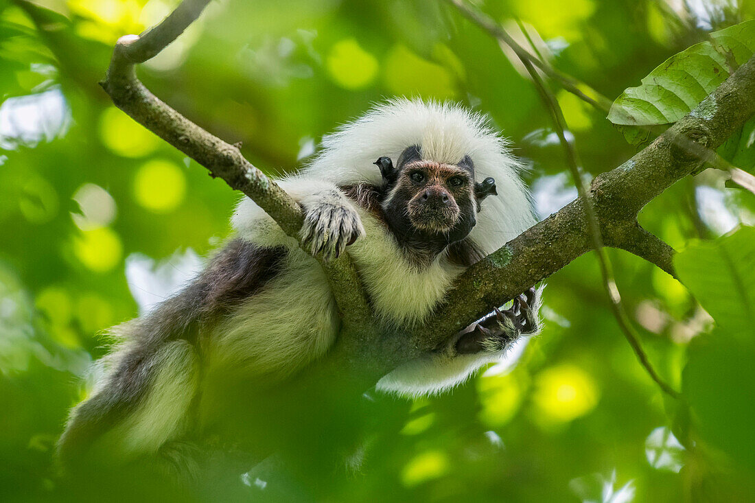 Cotton-top Tamarin (Saguinus oedipus) with red pollen after feeding on flower nectar, Tayrona National Natural Park, Colombia