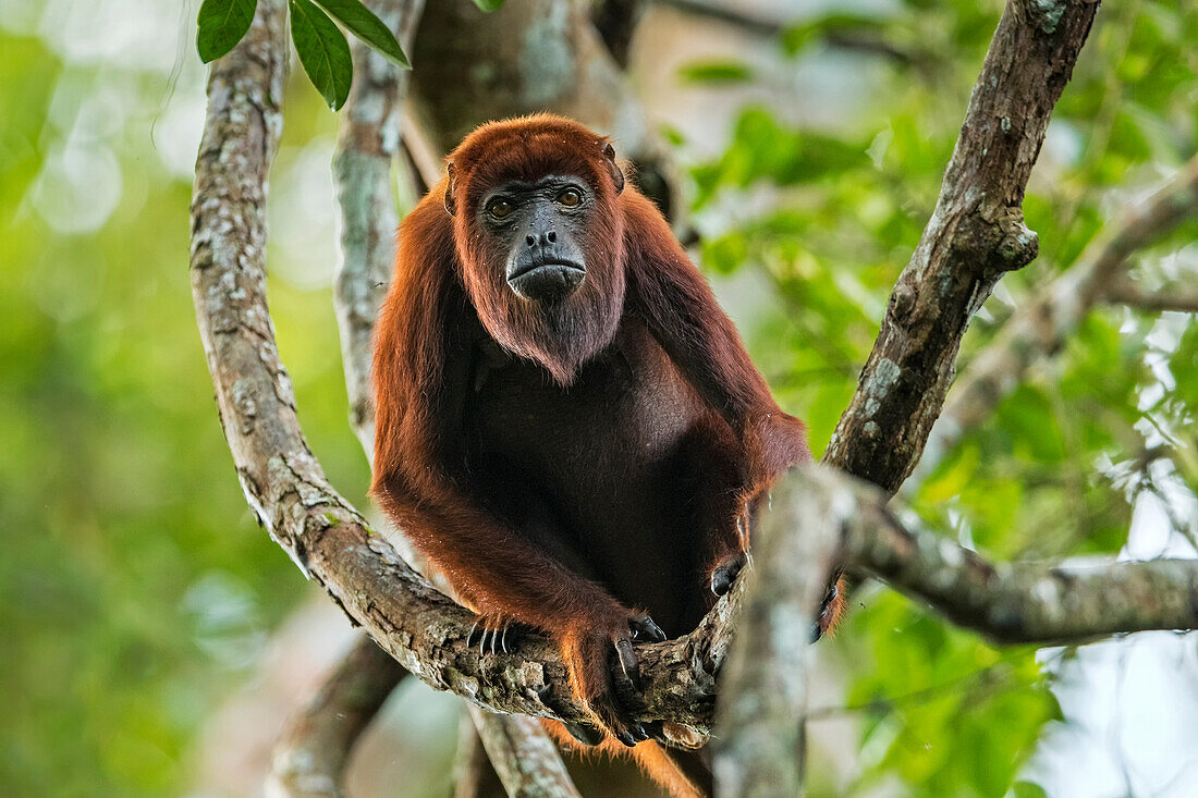 Red Howler Monkey (Alouatta seniculus), Magdalena Valley, Colombia