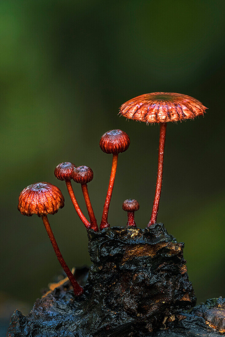 Waxcap (Hygrophoraceae) mushrooms, Magdalena Valley, Colombia