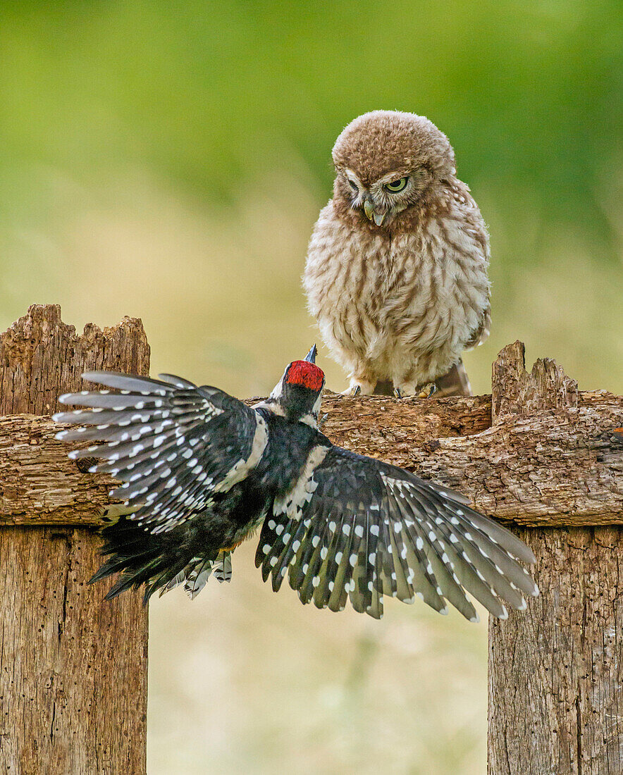 Little Owl (Athene noctua) and landing Great Spotted Woodpecker (Dendrocopos major), Achterhoek, Netherlands