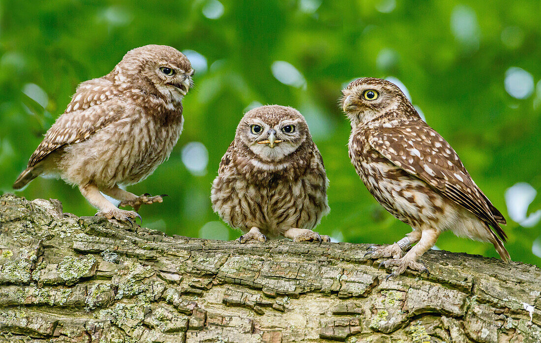 Little Owl (Athene noctua) trio, Achterhoek, Netherlands
