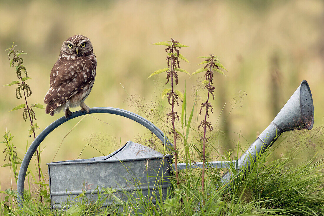 Little Owl (Athene noctua) on watering can, Zuid-Holland, Netherlands