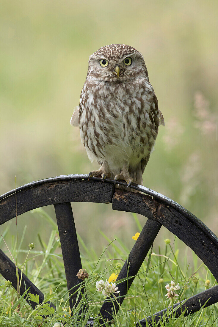 Little Owl (Athene noctua) on wagon wheel, Netherlands