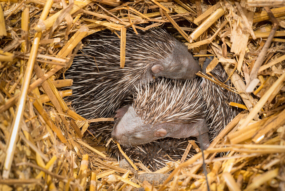 Brown-breasted Hedgehog (Erinaceus europaeus) young in nest, Halle, Belgium