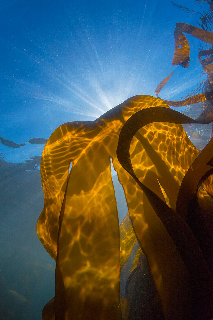 Cuvie (Laminaria hyperborea) kelp, St Brides, Pembrokeshire, Wales