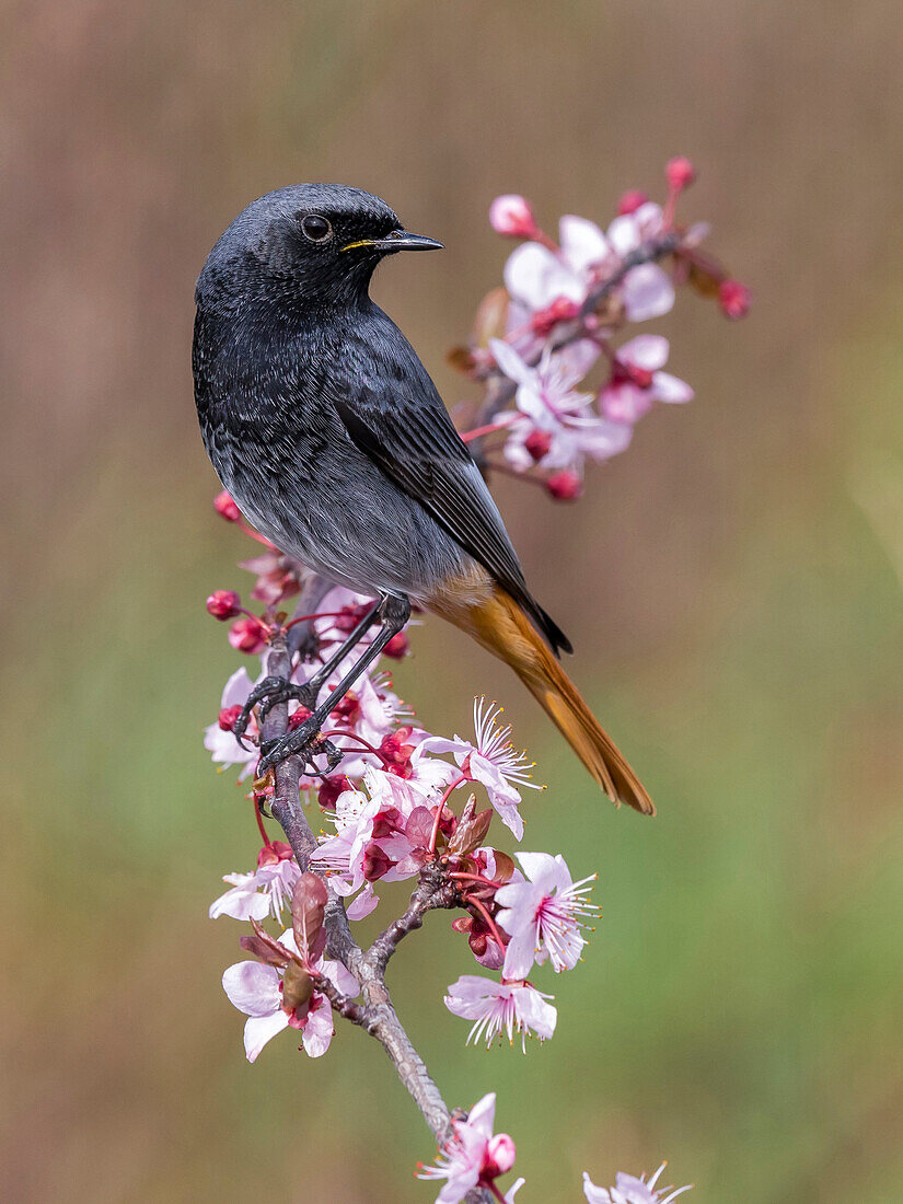 Black Redstart (Phoenicurus ochruros) male, Florence, Italy