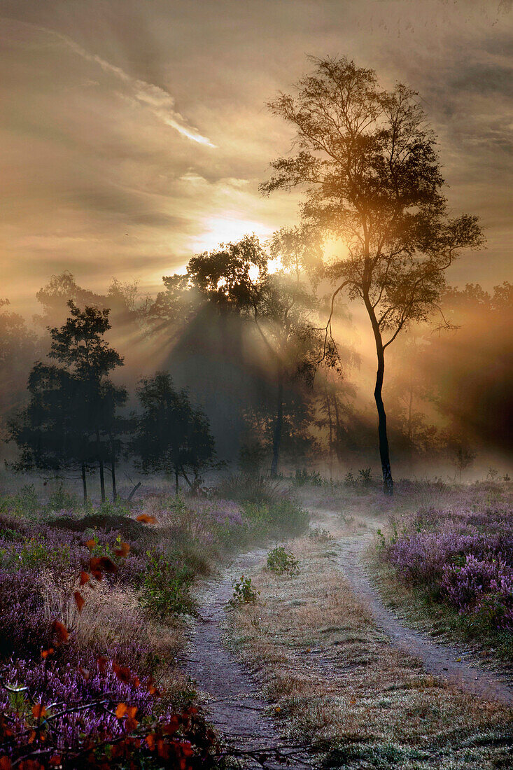 Sunlight refracting in fog over heathland, Nijverdal, Netherlands