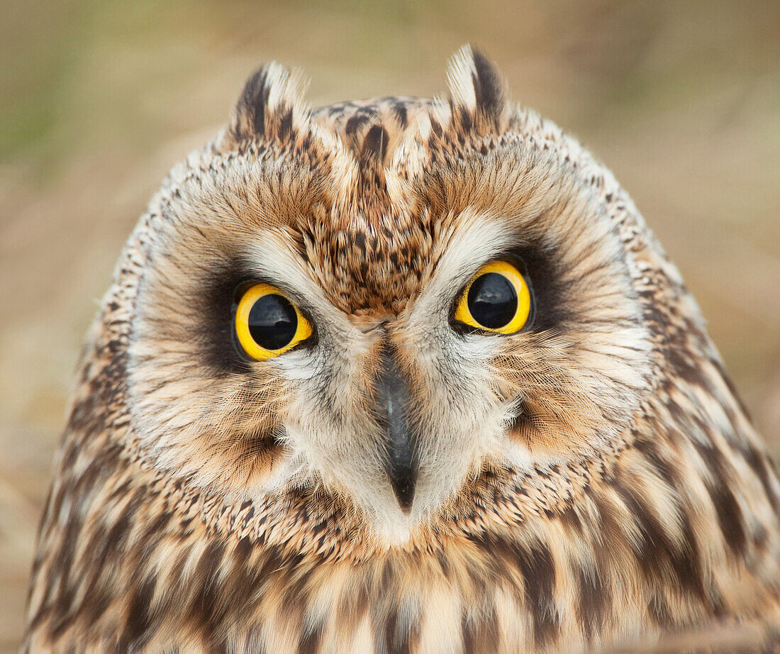Short-eared Owl (Asio flammeus), Netherlands