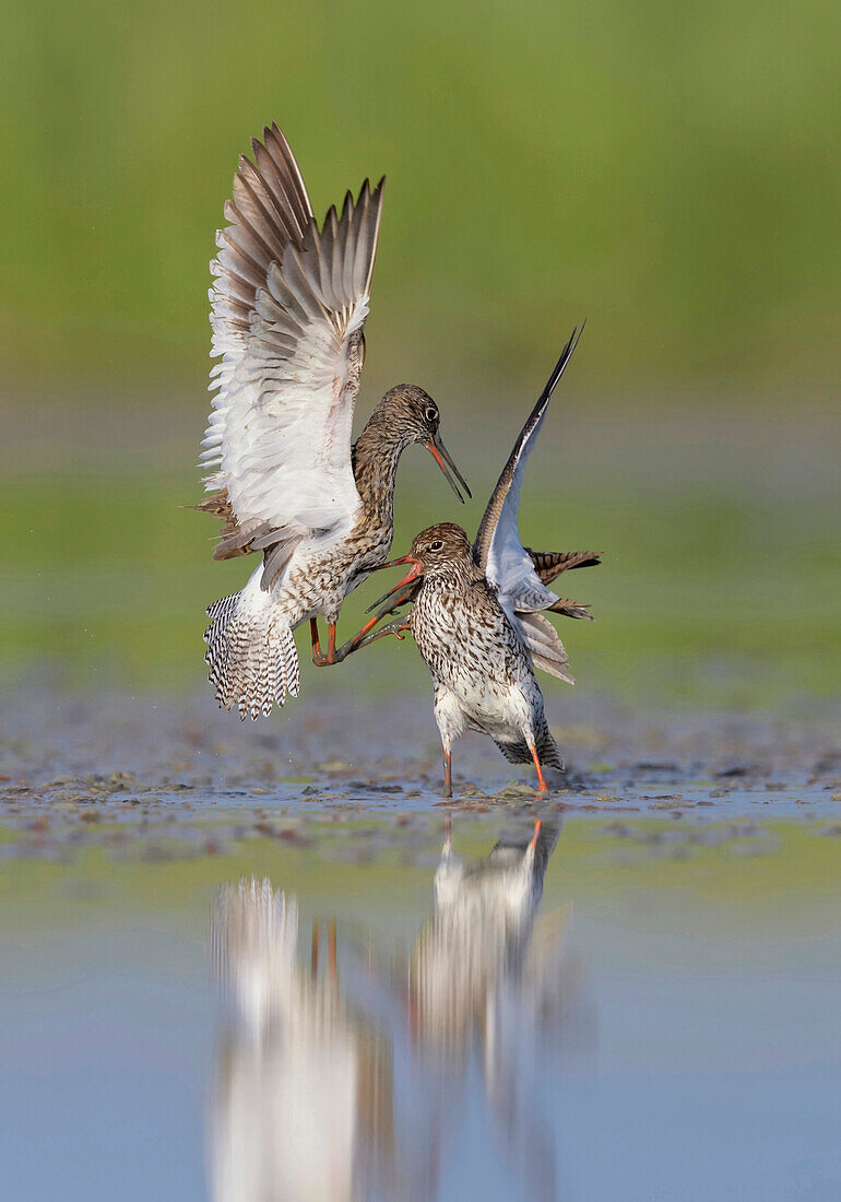 Common Redshank (Tringa totanus) pair fighting, Netherlands