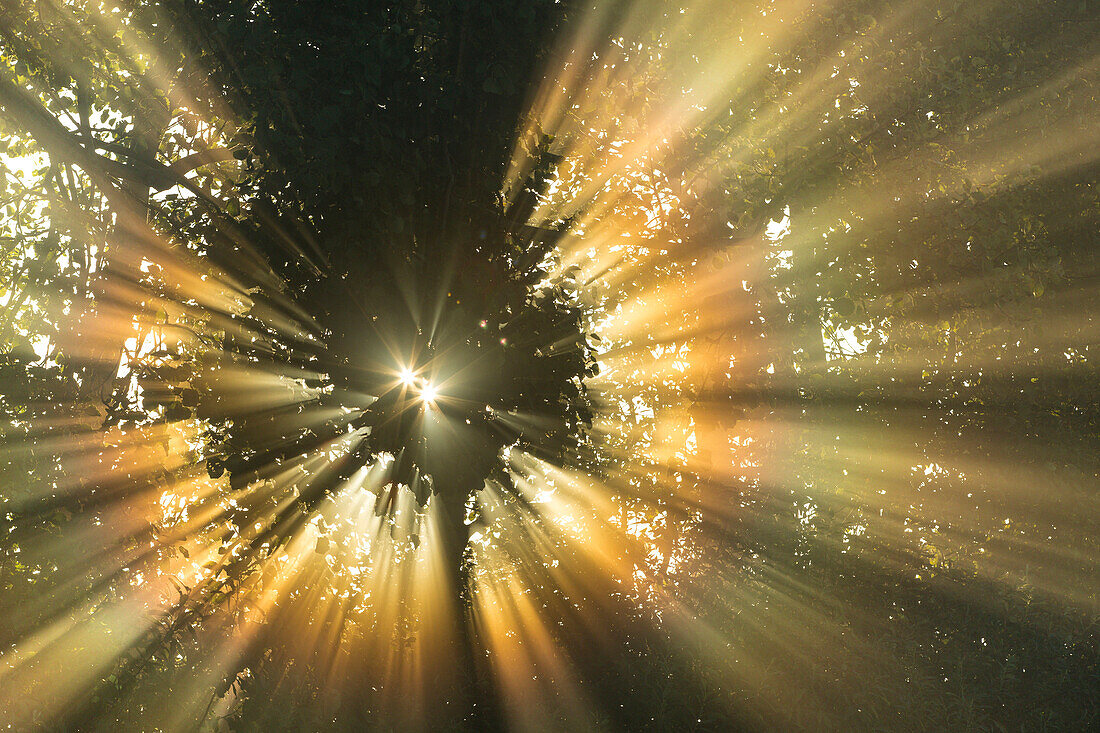 Sunlight refracting in fog, Westdorp, Netherlands