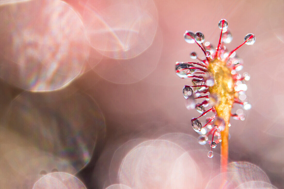 Oblong-leaved Sundew (Drosera intermedia) leaf with sticky droplets that catch insects, Netherlands