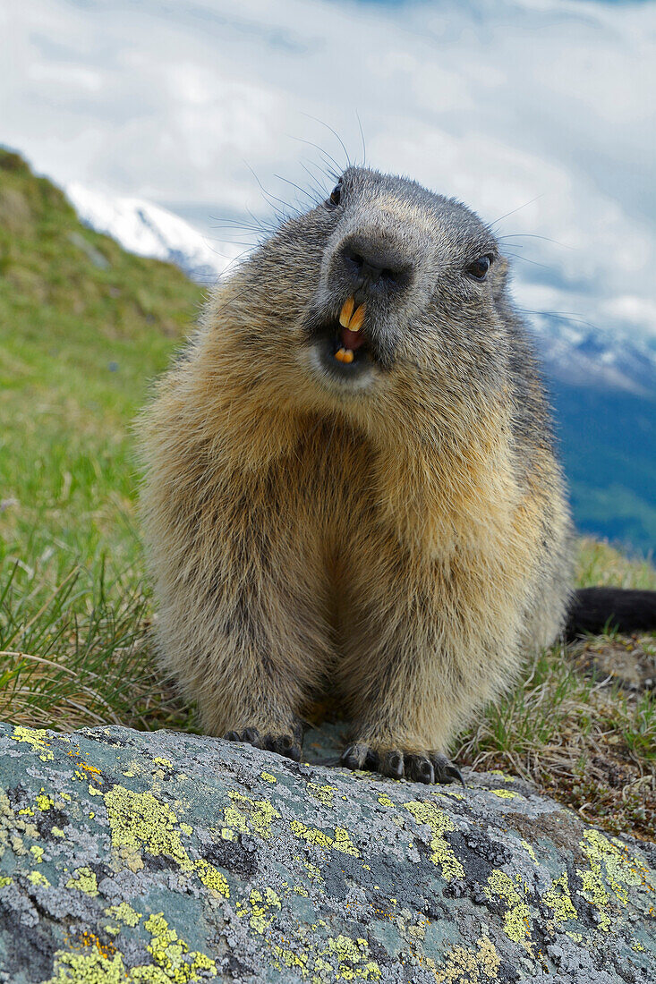 Alpine Marmot (Marmota marmota), Hohe Tauern, Austria