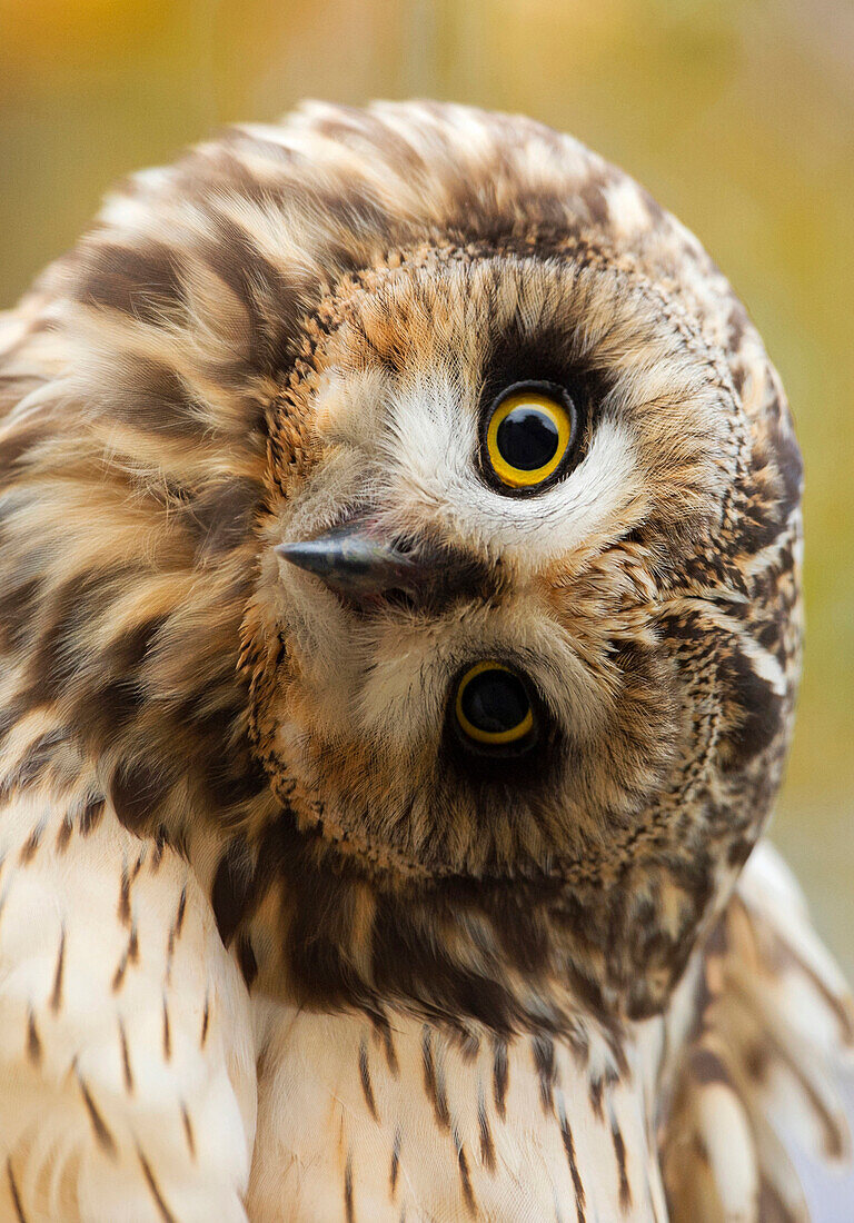 Short-eared Owl (Asio flammeus) turning head, Leeuwarden, Netherlands