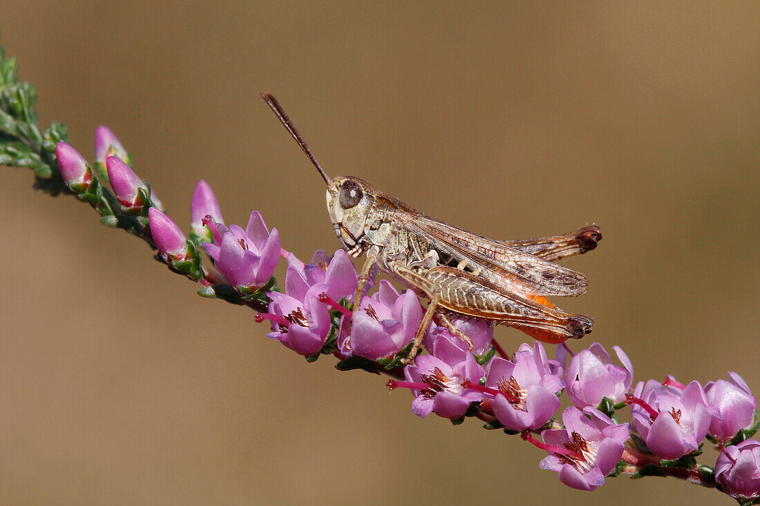Orange-tipped Grasshopper (Omocestus haemorrhoidalis) male on Heather (Calluna vulgaris), Winterberg, Germany