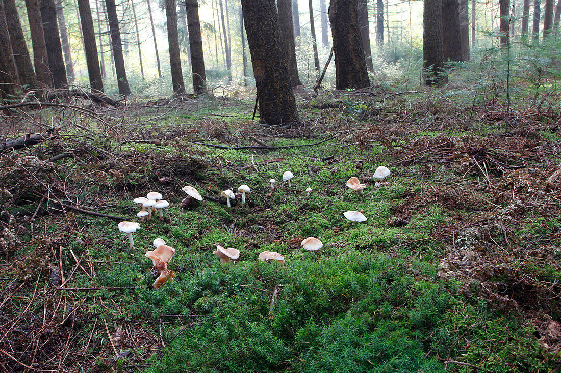 Spotted Toughshank (Rhodocollybia maculata) fairy circle in Norway Spruce (Picea abies) forest, Oldenzaal, Netherlands