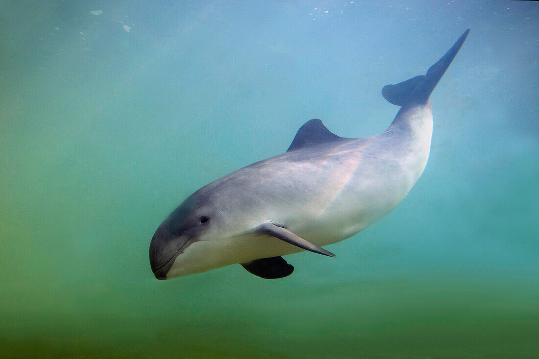 Harbor Porpoise (Phocoena phocoena), Europe