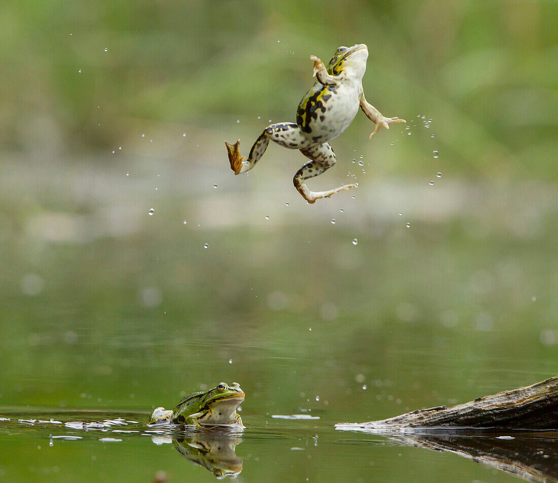 Pool Frog (Pelophylax lessonae) jumping, Nunspeet, Netherlands