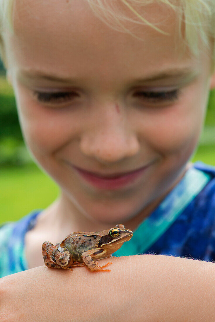 Common Frog (Rana temporaria) held by child, Sint Jansklooster, Netherlands