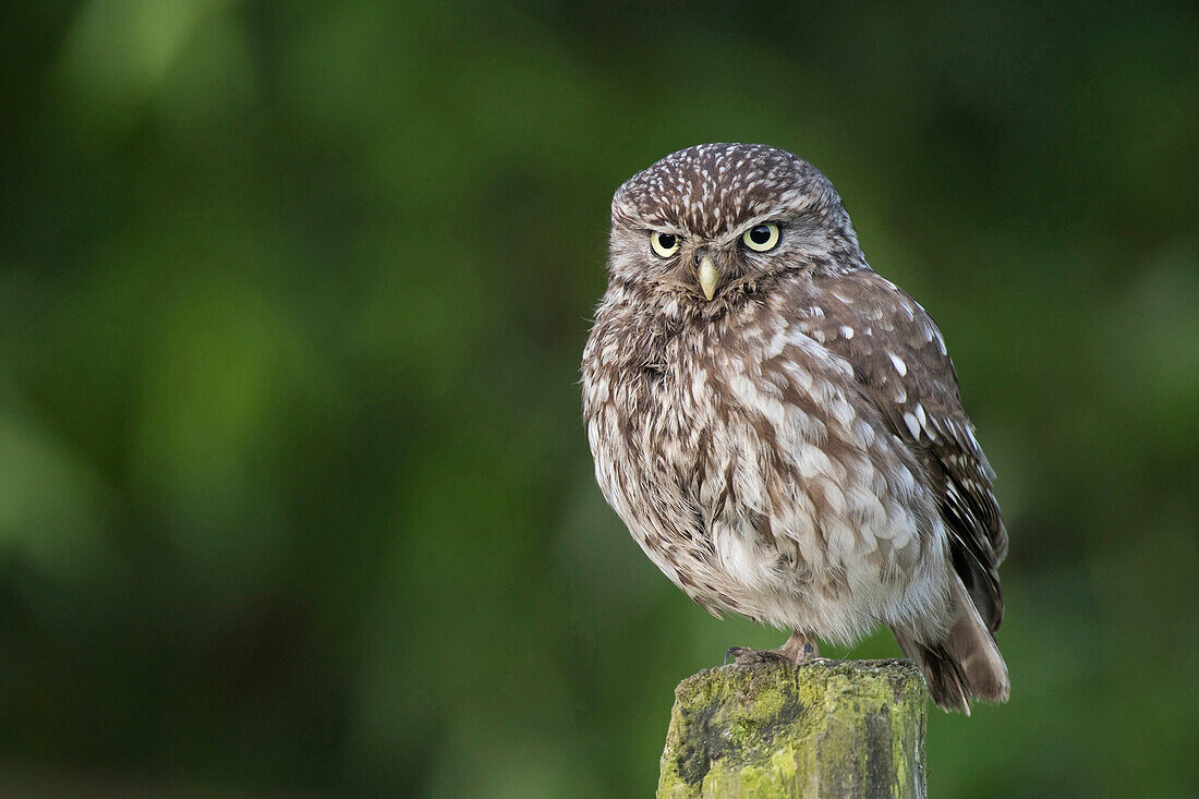 Little Owl (Athene noctua), Noord Holland, Netherlands