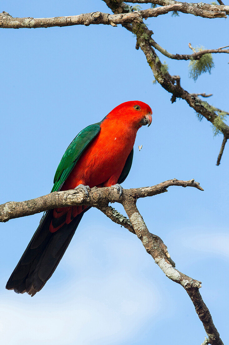 Australian King Parrot (Alisterus scapularis) male, Brisbane, Australia