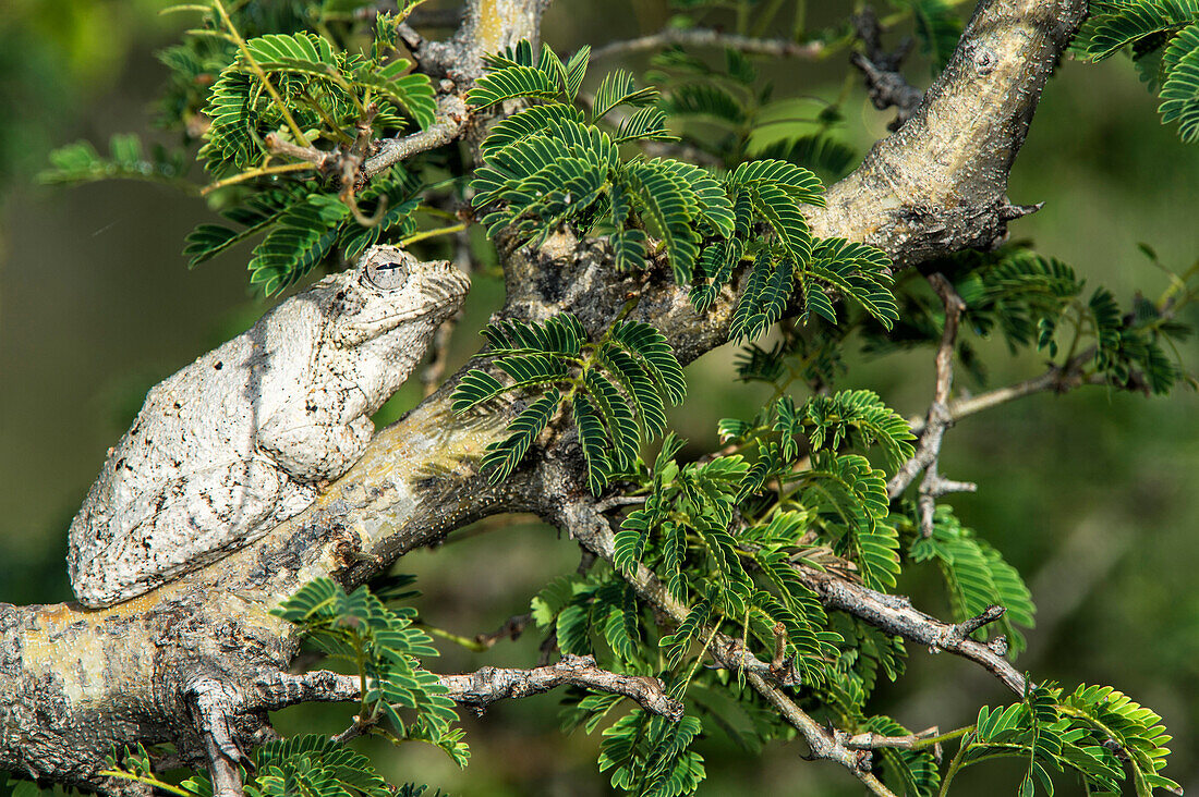 Grey Tree Frog (Chiromantis xerampelina), Marakele National Park, Limpopo, South Africa