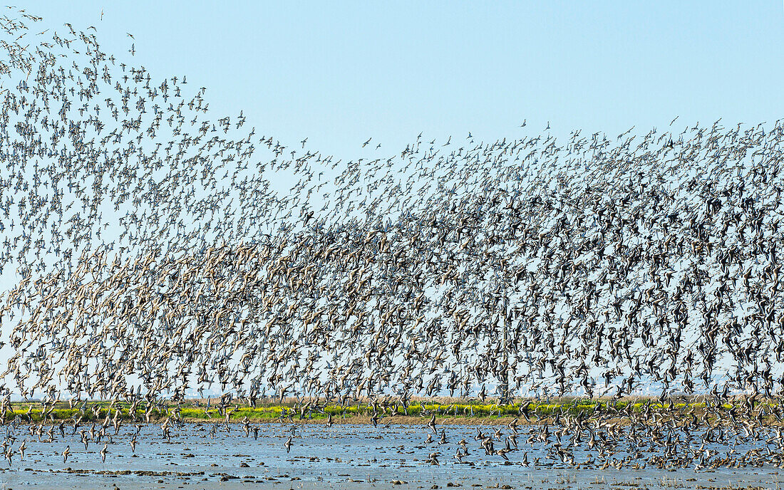 Black-tailed Godwit (Limosa limosa) flock flying above rice field, Lisbon, Portugal