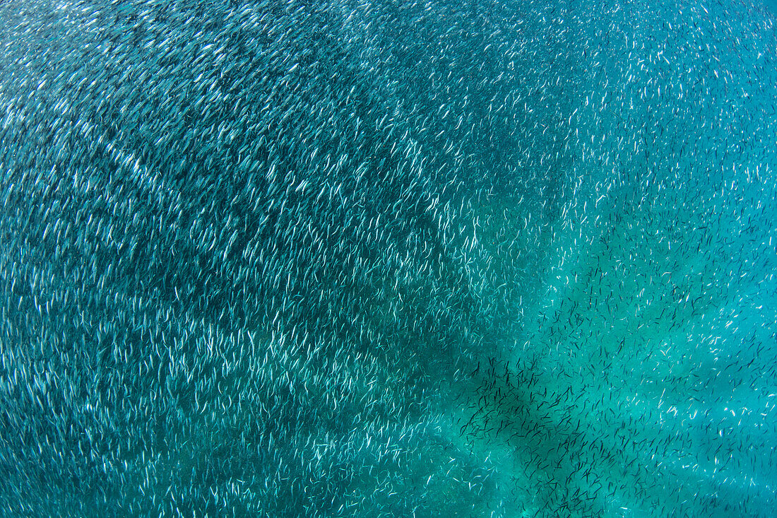 Baitfish school, Buccaneer Cove, Santiago Island, Galapagos Islands, Ecuador