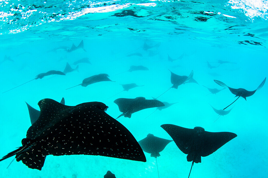 Spotted Eagle Ray (Aetobatus narinari) group, Santa Fe Island, Galapagos Islands, Ecuador