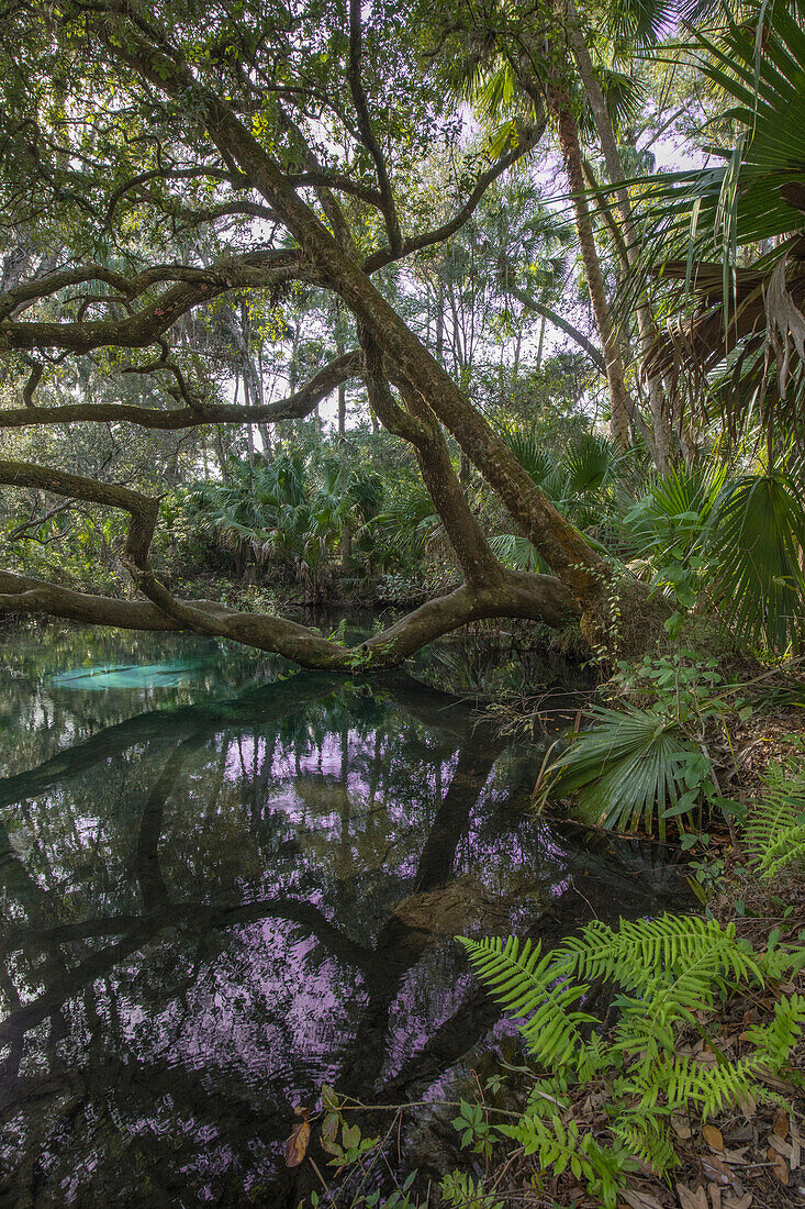 Ferns and trees along spring, Juniper Springs Recreation Area, Ocala National Forest, Florida