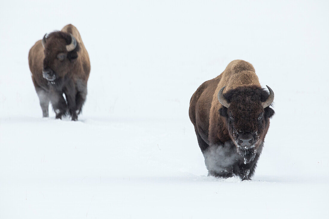 American Bison (Bison bison) pair in winter, Lamar Valley, Yellowstone National Park, Wyoming
