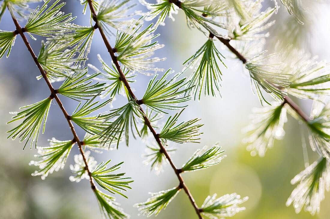 Lodgepole Pine (Larix laricina) young needles with dew, Ely, Minnesota