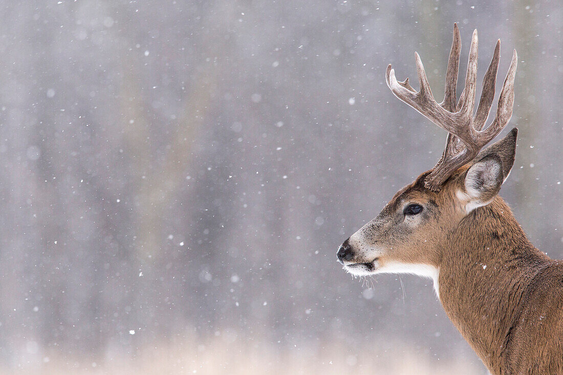 White-tailed Deer (Odocoileus virginianus) buck, Fort Snelling State Park, Minnesota