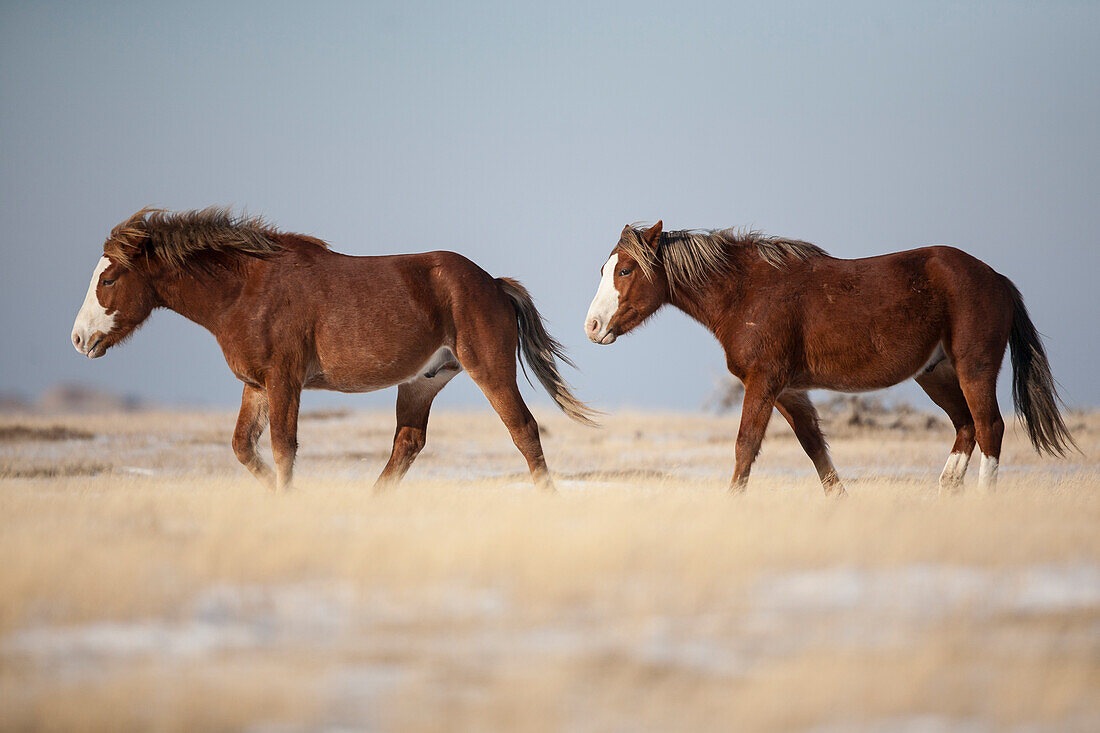 Wild Horse (Equus caballus) pair, Theodore Roosevelt National Park, North Dakota