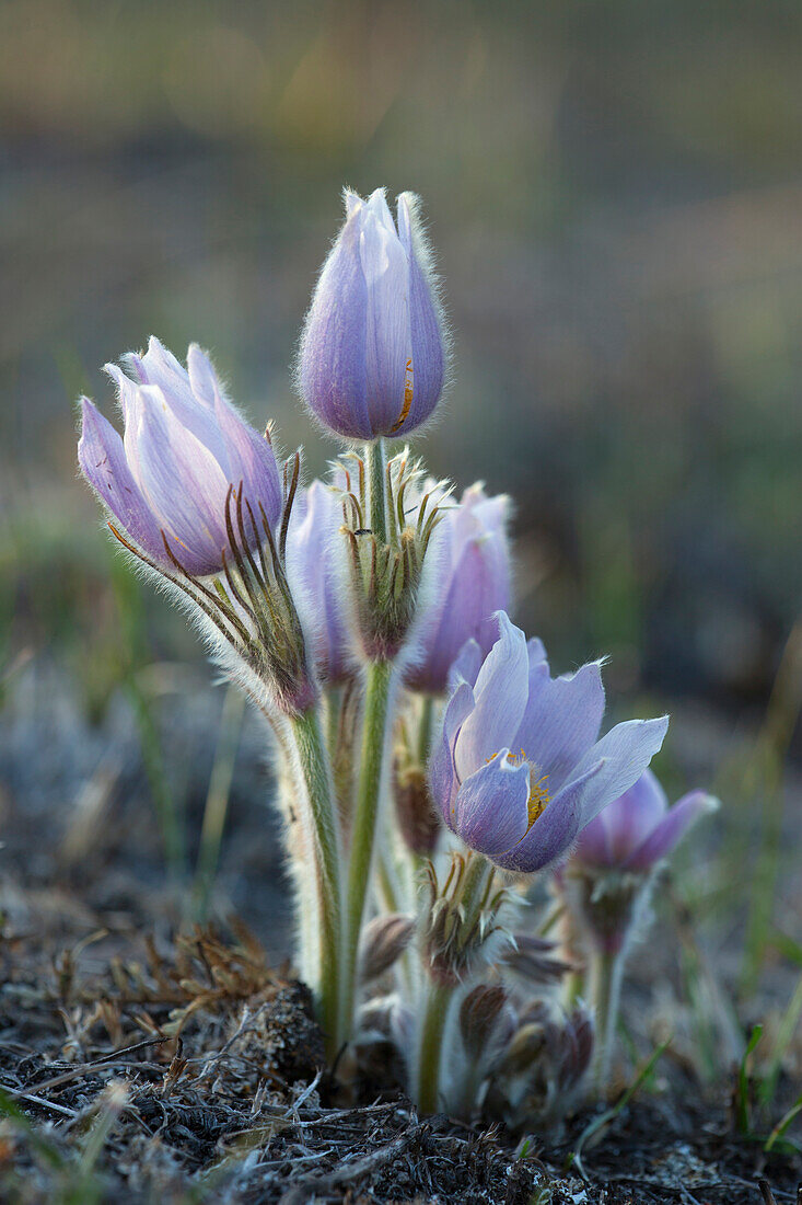 American Pasqueflower (Anemone patens) emerging after controlled burn, Minnesota