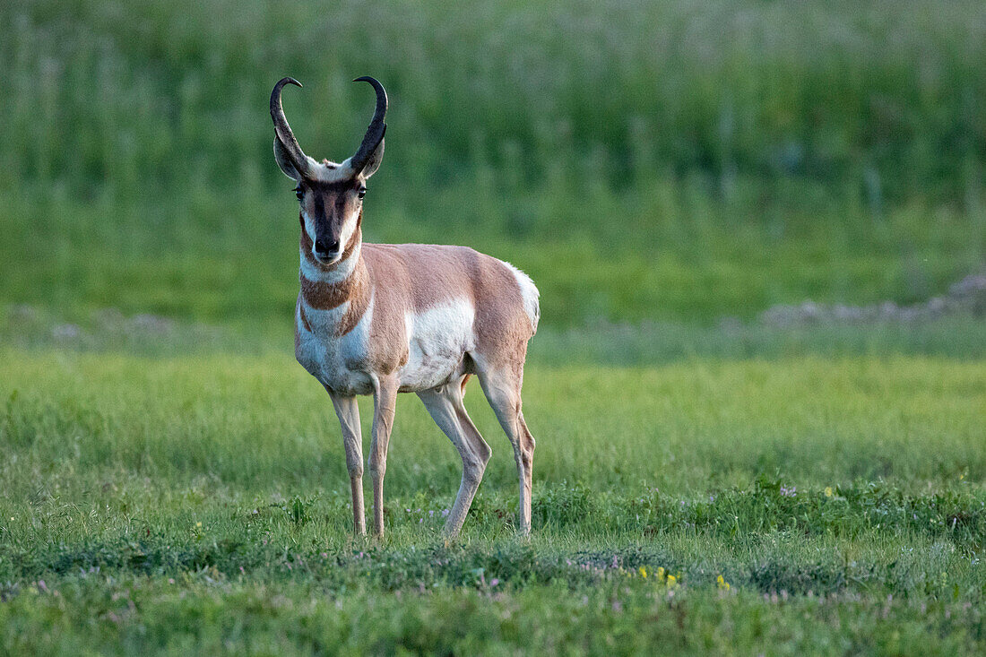 Pronghorn Antelope (Antilocapra americana) male, Badlands National Park, South Dakota